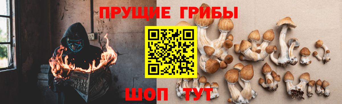 Псилоцибиновые грибы Psilocybine cubensis Ревда